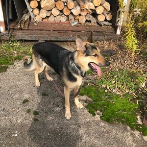 Meet your Posher, Abigail